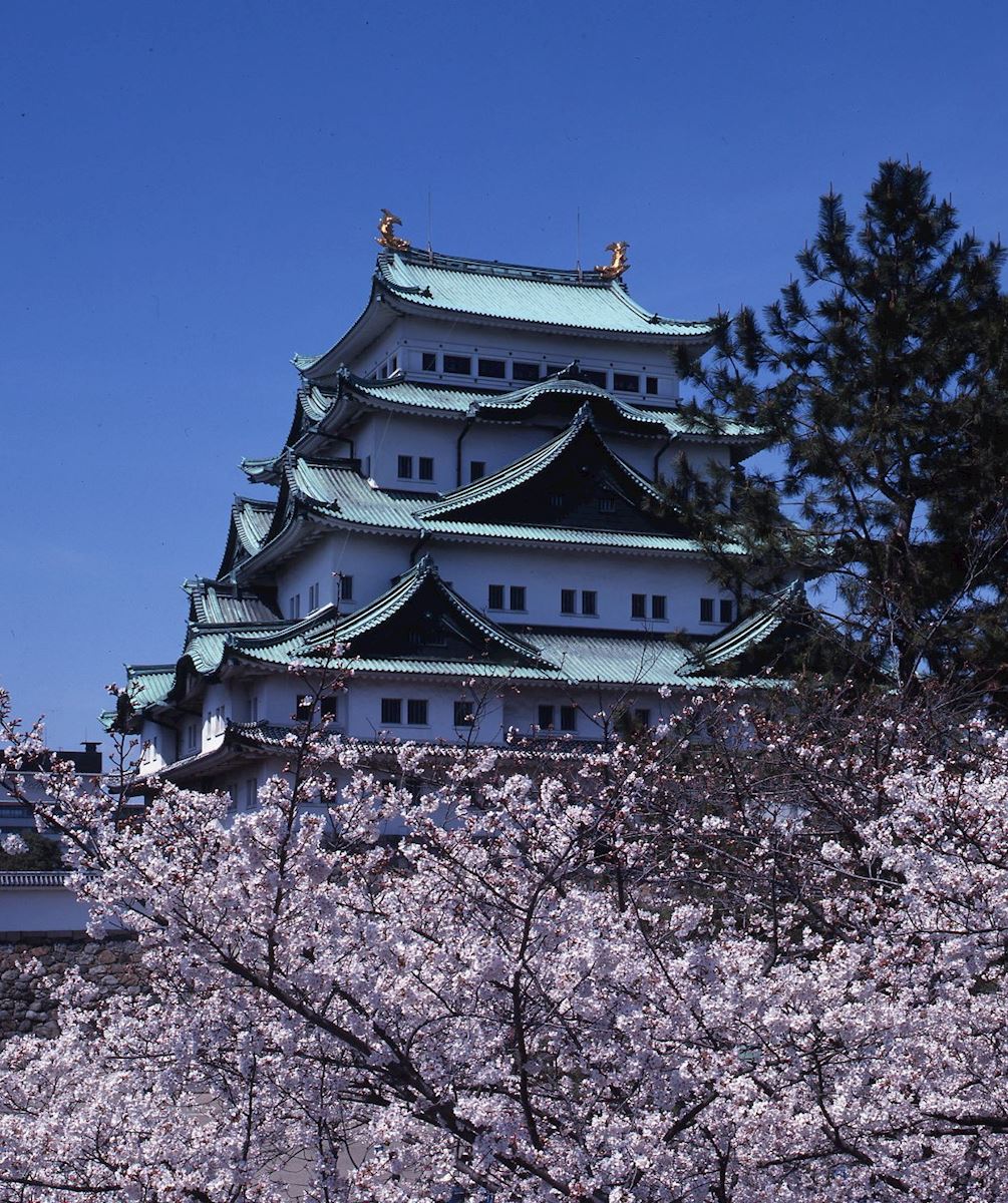 天守閣と桜